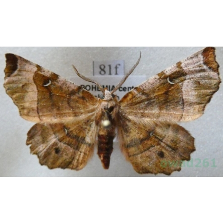 Selenia tetralunaria (Hufnagel, 1767) male Skrzytek dereniak Czech81f